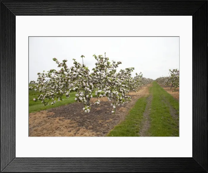 Framed Print : Apple orchard with trees in blossom in May Cambridgeshire UK Framed Print : Apple orchard with trees in blossom in May Cambridgeshire UK