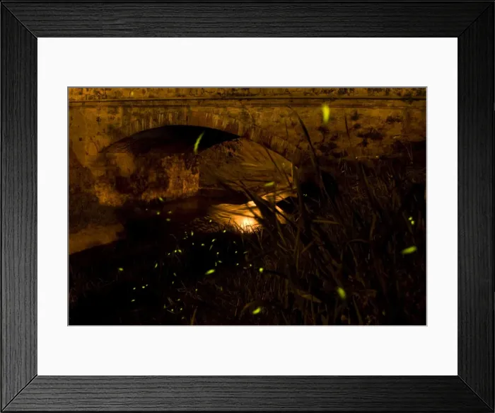 Framed Print : Fireflies - The flight of male Fireflies during a summer night in urban habitat - Italy Framed Print : Fireflies - The flight of male Fireflies during a summer night in urban habitat - Italy