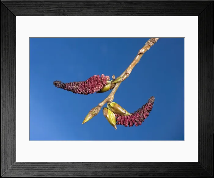 Framed Print : Poplar Tree - male catkins