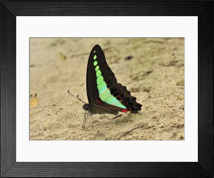 Framed Print : Common Bluebottle / Blue Triangle - sucking minerals on sand - Gunung Leuser National Park - Bukit Lawang - Northern Sumatra - Indonesia Framed Print : Common Bluebottle / Blue Triangle - sucking minerals on sand - Gunung Leuser National Park - Bukit Lawang - Northern Sumatra - Indonesia