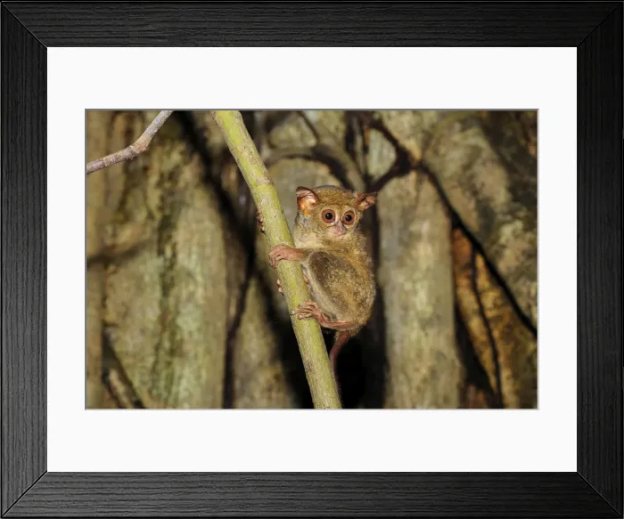 Framed Print : Spectral Tarsier - Tangkoko Nature Reserve - North Sulawesi - Indonesia Framed Print : Spectral Tarsier - Tangkoko Nature Reserve - North Sulawesi - Indonesia