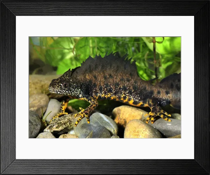 Framed Print : Great Crested Newt - male - Switzerland Framed Print : Great Crested Newt - male - Switzerland
