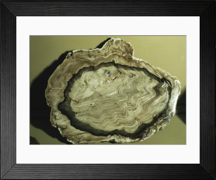 Framed Print : Fossil Cedar showing growth rings Framed Print : Fossil Cedar showing growth rings