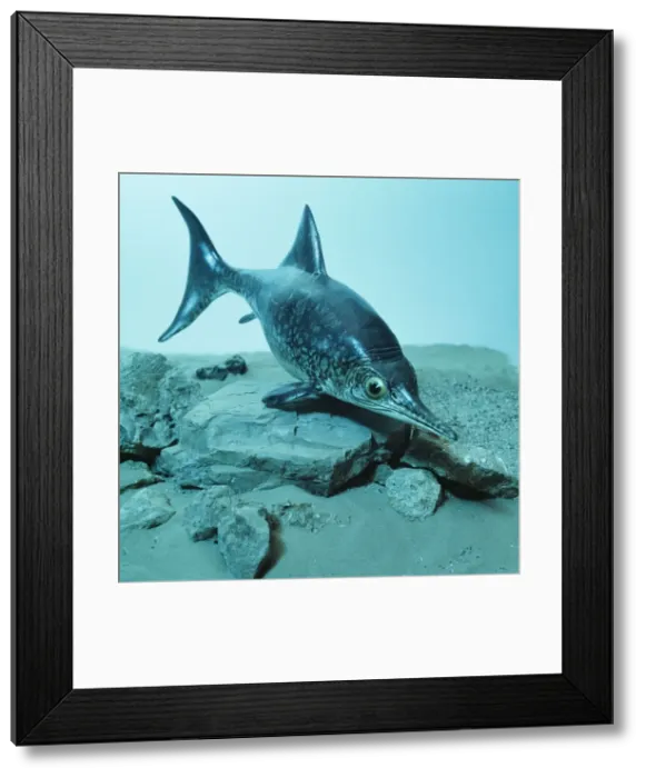 Framed Print : Icthyosaur model Framed Print : Icthyosaur model
