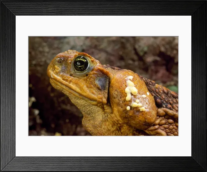 Framed Print : Cane Toad - venom exuding from parietal gland Framed Print : Cane Toad - venom exuding from parietal gland