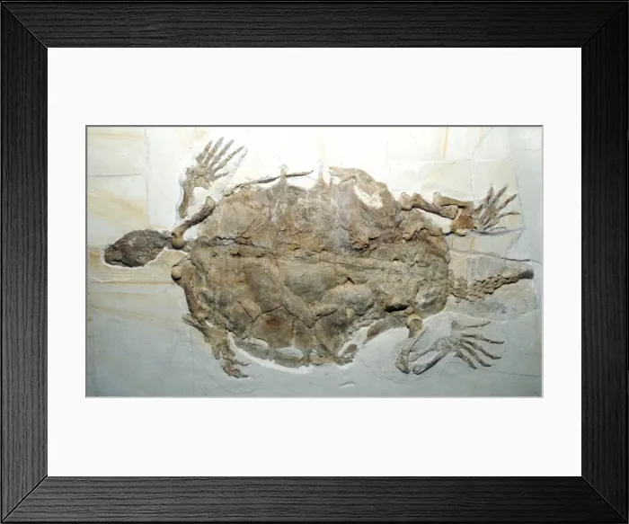 Framed Print : Fossil Turtlke / Terrapin; Jura of Germany Framed Print : Fossil Turtlke / Terrapin; Jura of Germany