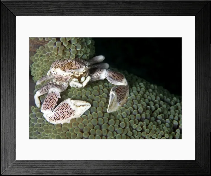 Framed Print : Porcelain Crab - on the Anemone Coral - Indonesia Framed Print : Porcelain Crab - on the Anemone Coral - Indonesia