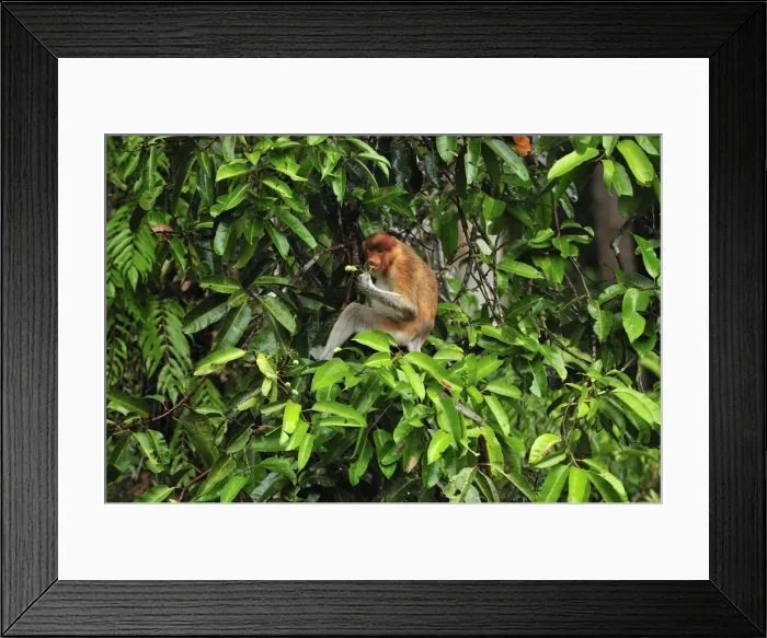Framed Print : Proboscis Monkey - female eating fruits - Tanjung Puting National Park - Kalimantan - Borneo - Indonesia Framed Print : Proboscis Monkey - female eating fruits - Tanjung Puting National Park - Kalimantan - Borneo - Indonesia