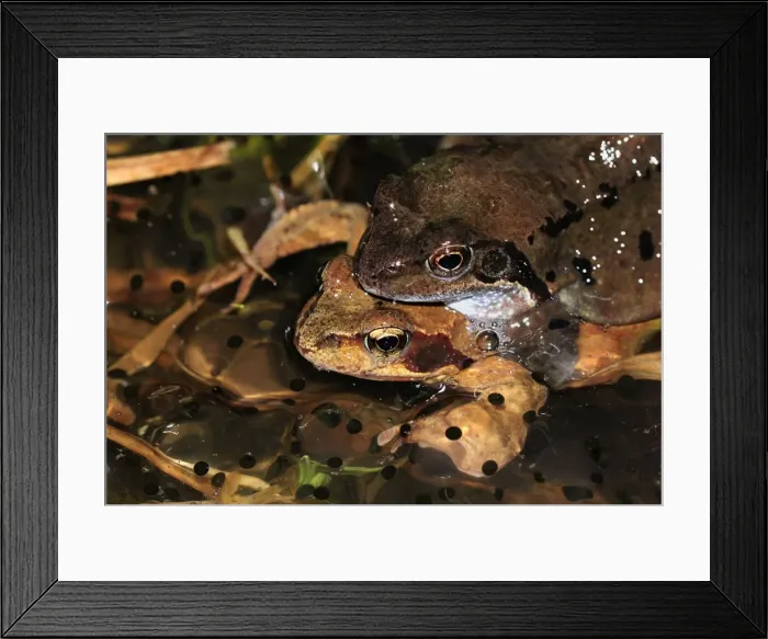 Framed Print : European Common Frog - amplexus with spawn - Switzerland