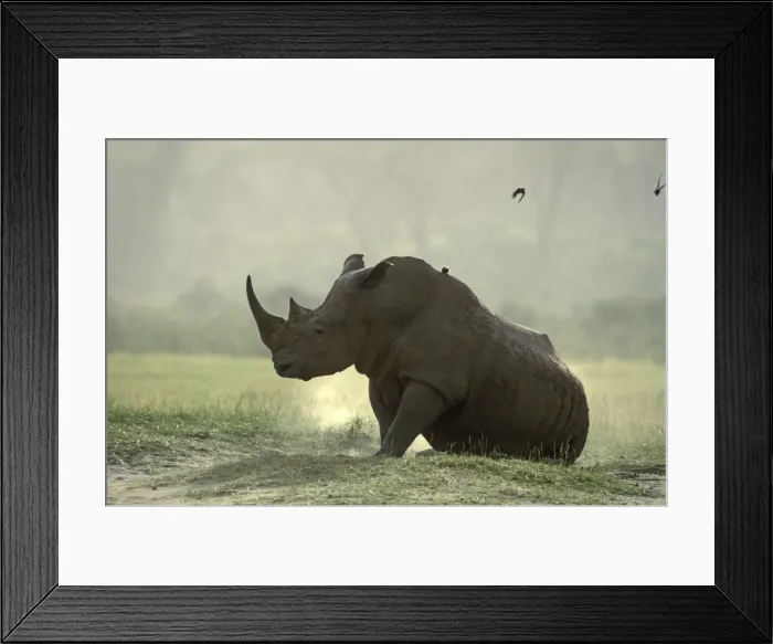 Framed Print : White Rhinoceros Framed Print : White Rhinoceros