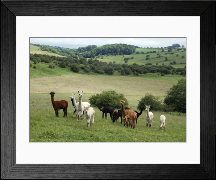 Framed Print : Alpacas on an English farm (Mendips, Somerset). Originally from Andes of Peru and Bolivia, now widespread in domestication Framed Print : Alpacas on an English farm (Mendips, Somerset). Originally from Andes of Peru and Bolivia, now widespread in domestication