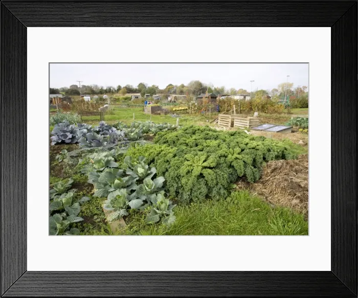 Framed Print : Green vegetables growing on local allotment near Chipping Campden Cotswolds UK Framed Print : Green vegetables growing on local allotment near Chipping Campden Cotswolds UK