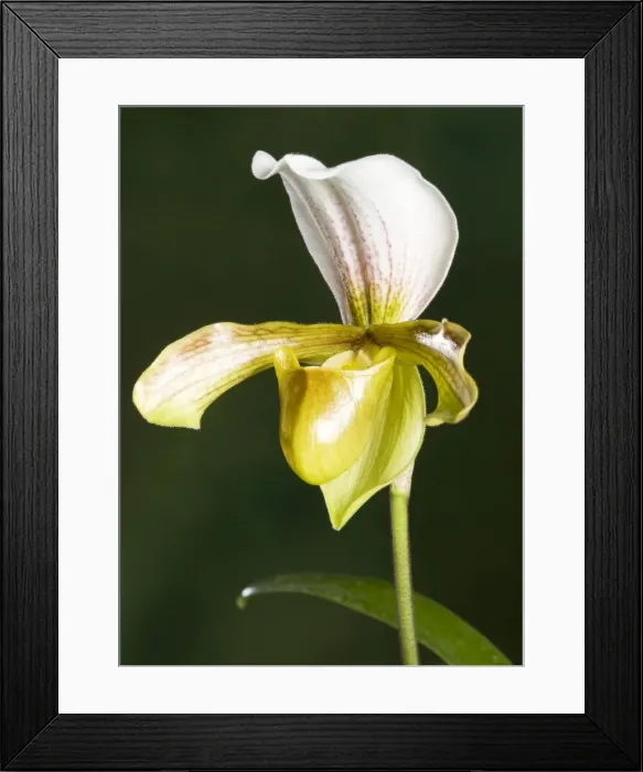 Framed Print : Orchid - Paphiopedilum Insigne. Tropical Asia Framed Print : Orchid - Paphiopedilum Insigne. Tropical Asia