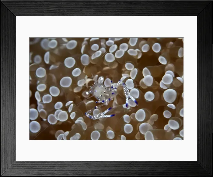 Framed Print : Commensal Shrimp - Indonesia