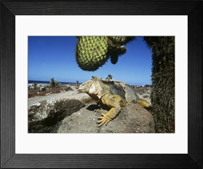 Framed Print : Galapagos Land Iguana - below Cactus (Opuntia sp. ), Plaza Islands, Galapagos AU-1568 Framed Print : Galapagos Land Iguana - below Cactus (Opuntia sp. ), Plaza Islands, Galapagos AU-1568