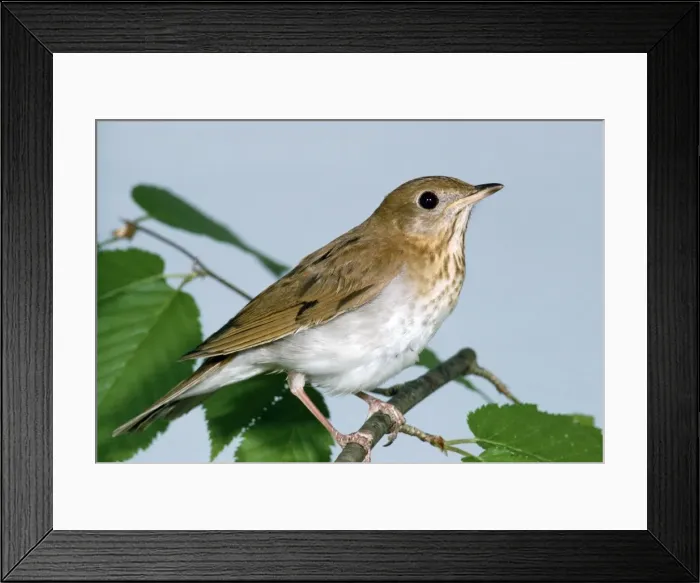 Framed Print : Grey-cheeked Thrush Framed Print : Grey-cheeked Thrush