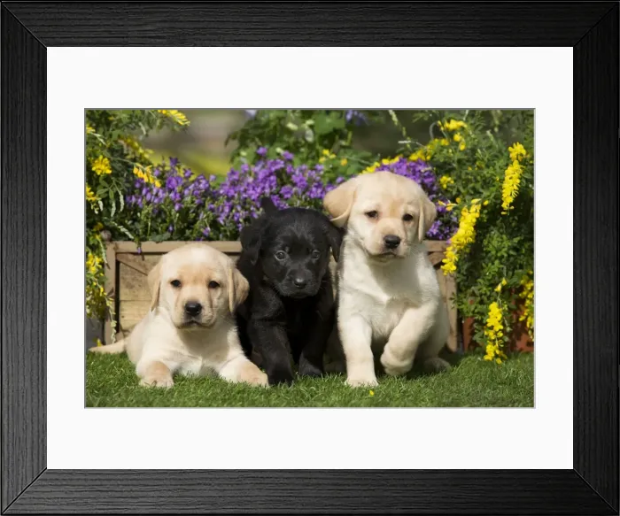Framed Print : Dog - Yellow and Black Labrador puppies Framed Print : Dog - Yellow and Black Labrador puppies