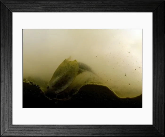 Framed Print : Tadpole Shrimp - specimen excavating the mud in the bottom of a temporary pool - Italy Framed Print : Tadpole Shrimp - specimen excavating the mud in the bottom of a temporary pool - Italy