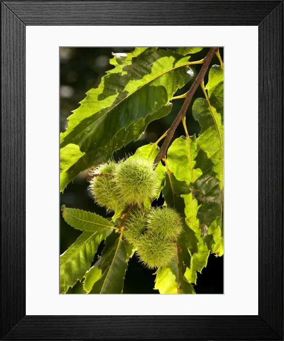 Framed Print : Sweet Chestnut fruit Framed Print : Sweet Chestnut fruit