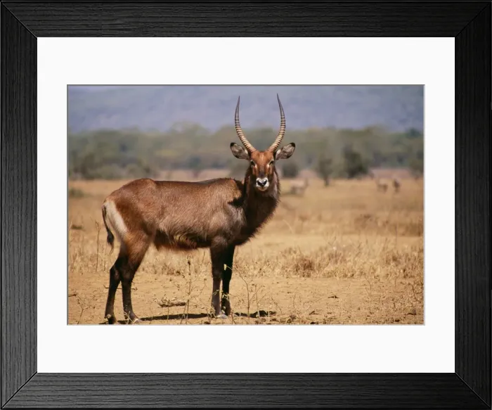 Framed Print : Waterbuck MI 761 Kobus ellipsiprymnus © Masahiro Iijima  /  ardea. com
