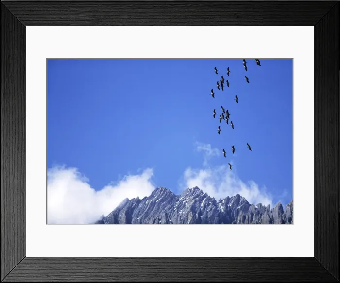 Framed Print : Demoiselle Cranes - in flight over mountains - Nepal Framed Print : Demoiselle Cranes - in flight over mountains - Nepal