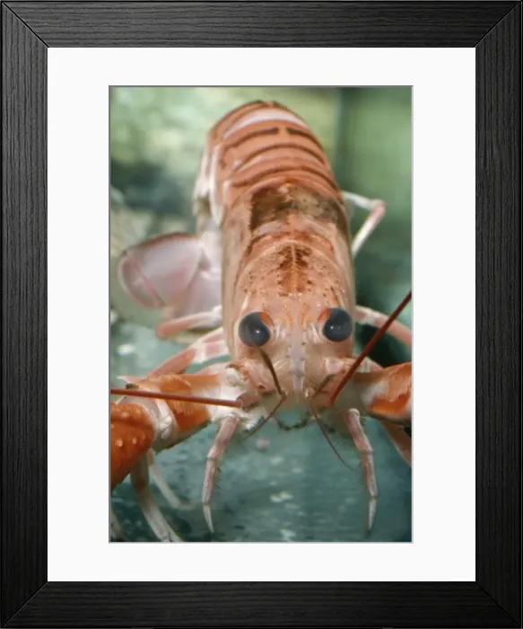 Framed Print : Norway Lobster PM 7461 Nephrops © Pat Morris / ARDEA LONDON Framed Print : Norway Lobster PM 7461 Nephrops © Pat Morris / ARDEA LONDON