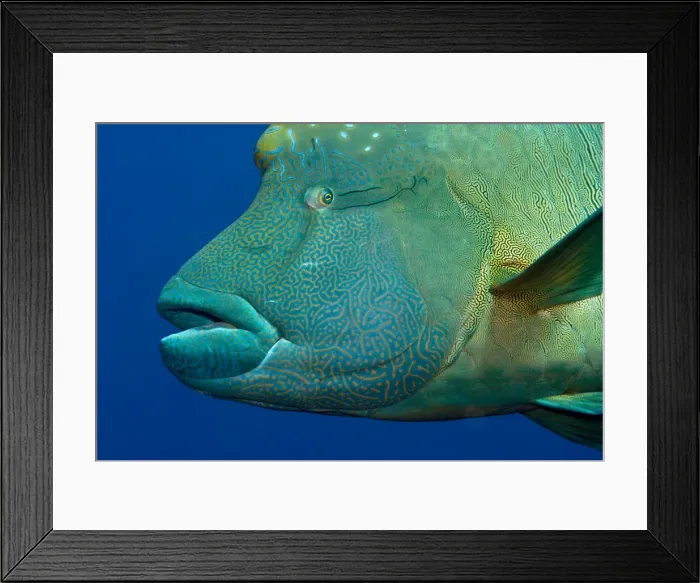 Framed Print : Humphead / Napoleon Wrasse Fish - Red Sea Framed Print : Humphead / Napoleon Wrasse Fish - Red Sea
