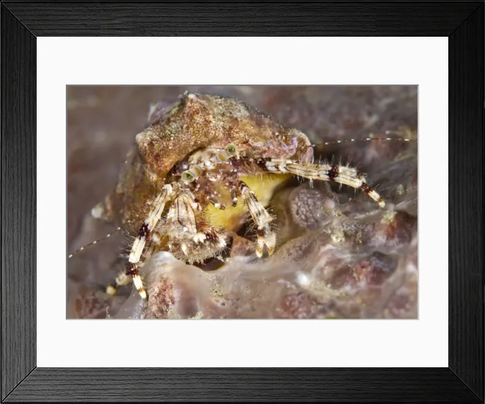 Framed Print : Hermit Crab - Indonesia