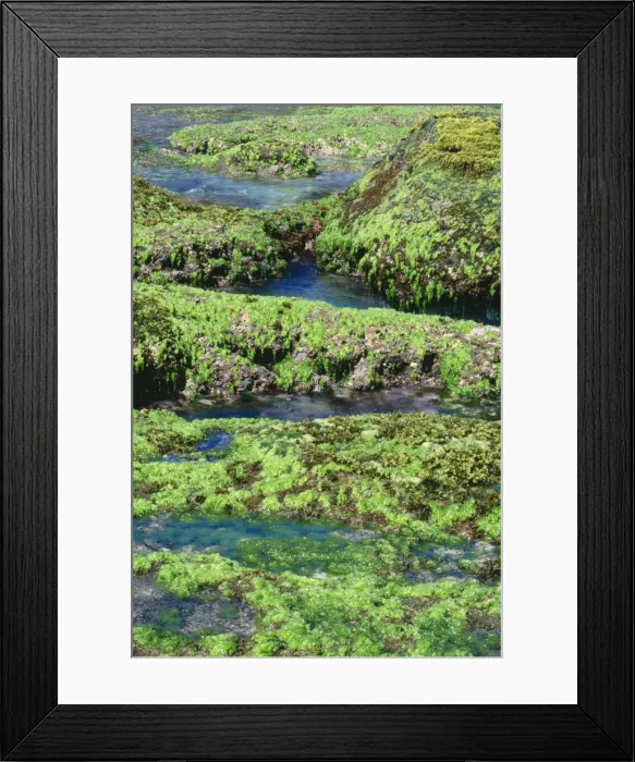 Framed Print : Green Algae / Sea Lettuce JPF 9568 On rocky shore exposed at low tide. Christmas Island, Indian Ocean. Ulva sp. © Jean-Paul Ferrero / ardea. com Framed Print : Green Algae / Sea Lettuce JPF 9568 On rocky shore exposed at low tide. Christmas Island, Indian Ocean. Ulva sp. © Jean-Paul Ferrero / ardea. com