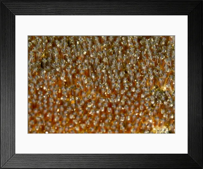 Framed Print : Anemone Fish Eggs - Indonesia Framed Print : Anemone Fish Eggs - Indonesia