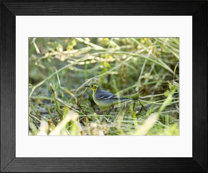 Framed Print : Citrine Wagtail - female - Southern Turkey - May Framed Print : Citrine Wagtail - female - Southern Turkey - May