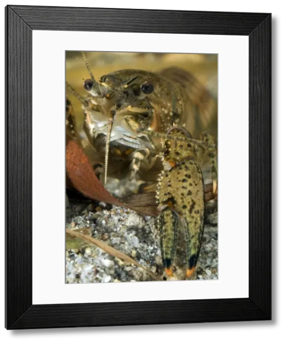 Framed Print : Spiny Cheek Crayfish - close up - Lake Garda - Italy Framed Print : Spiny Cheek Crayfish - close up - Lake Garda - Italy