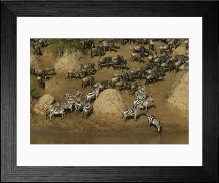 Framed Print : Burchell's Zebra - with Blue Wildebeest / Brindled Gnu - by river Framed Print : Burchell's Zebra - with Blue Wildebeest / Brindled Gnu - by river