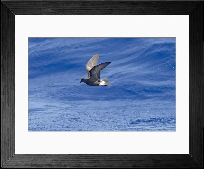 Framed Print : Madeiran Storm-Petrel - in flight over sea - June - Madeira Framed Print : Madeiran Storm-Petrel - in flight over sea - June - Madeira