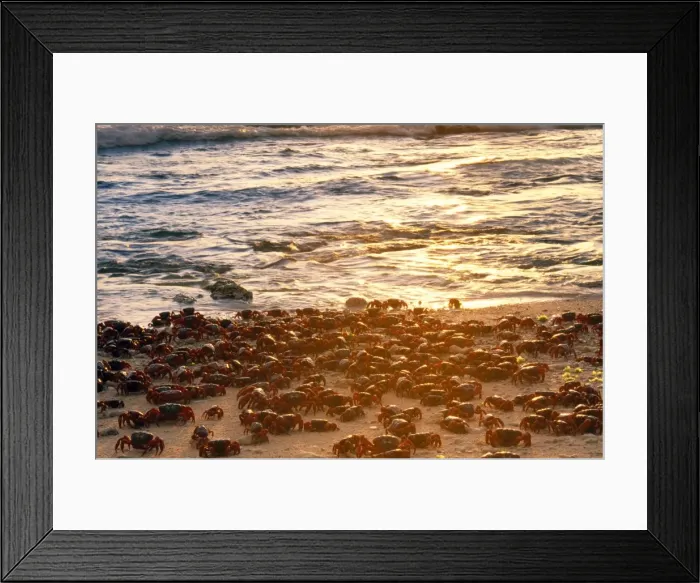 Framed Print : Red Crab - a land crab - females after spawning - Christmas Island - Indian Ocean (Australian Territory)
Framed Print : Red Crab - a land crab - females after spawning - Christmas Island - Indian Ocean (Australian Territory)
