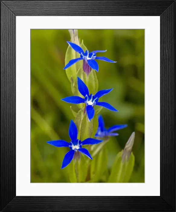 Framed Print : Bladder Gentian - in flower Framed Print : Bladder Gentian - in flower