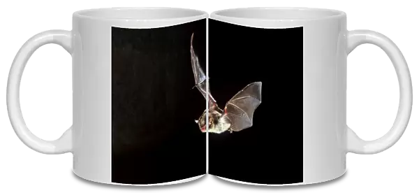 Daubenton's Bat - in flight at night