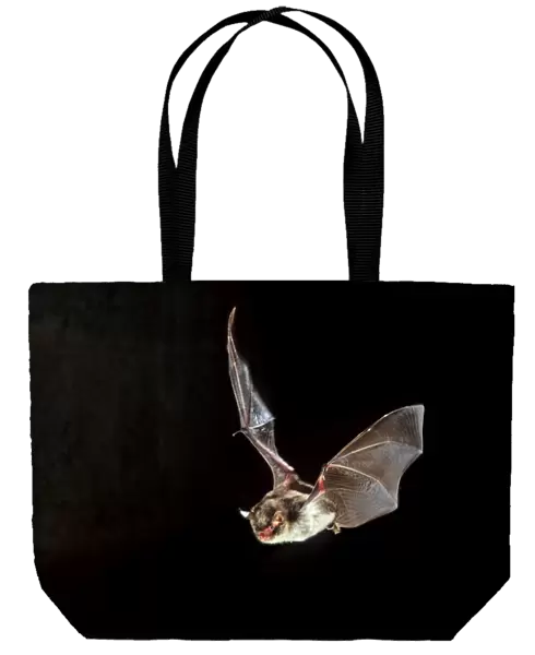 Daubenton's Bat - in flight at night