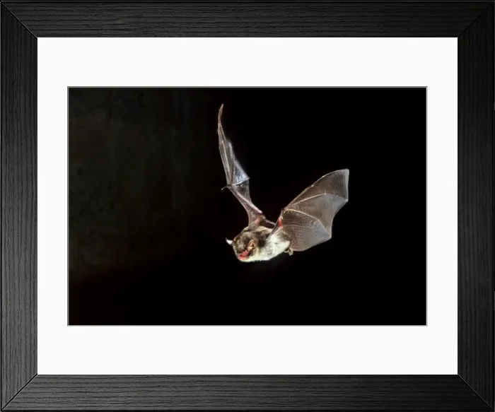 Framed Print : Daubenton's Bat - in flight at night Framed Print : Daubenton's Bat - in flight at night