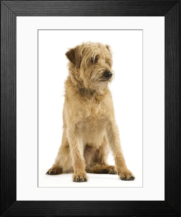 Framed Print : Dutch Smoushond Dog Framed Print : Dutch Smoushond Dog