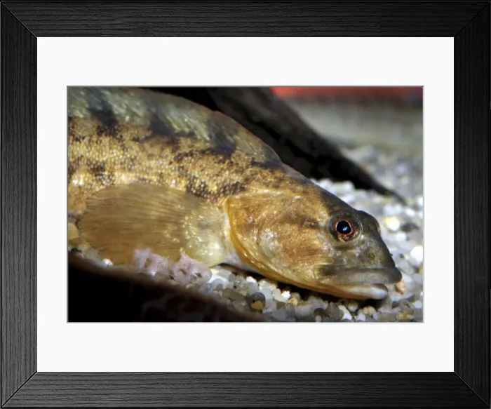 Framed Print : Eelpout, Scandinavian North Atlantic coasts Framed Print : Eelpout, Scandinavian North Atlantic coasts