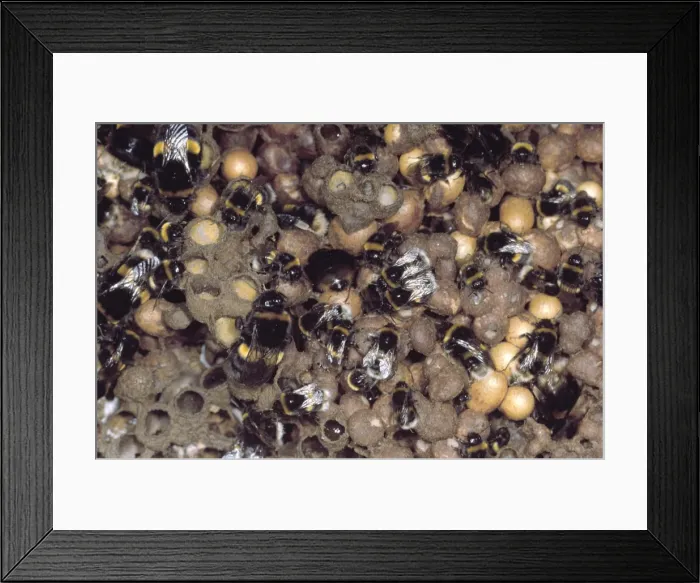 Framed Print : Bumblebee - nest Framed Print : Bumblebee - nest