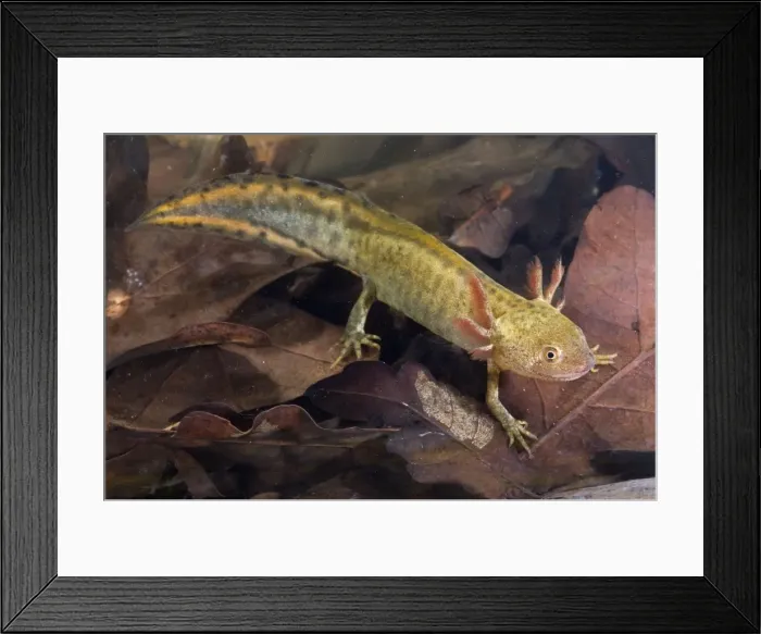 Framed Print : Italian Crested Newt - Larva in habitat - Italy Framed Print : Italian Crested Newt - Larva in habitat - Italy