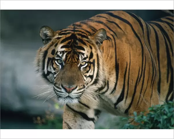 Sumatran Tiger - Tropical Forest - Island of Sumatra