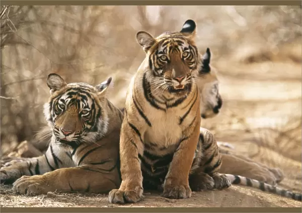 Bengal  /  Indian Tiger CB 150 11 month old cub, Ranthambhore National Park, India. Panthera tigris © Chris Brunskill  /  ardea. com