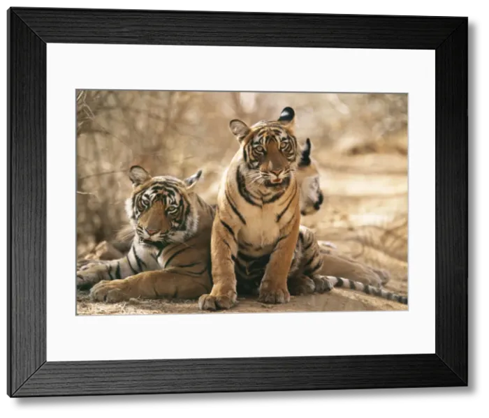 Framed Print : Bengal / Indian Tiger CB 150 11 month old cub, Ranthambhore National Park, India. Panthera tigris © Chris Brunskill / ardea. com Framed Print : Bengal / Indian Tiger CB 150 11 month old cub, Ranthambhore National Park, India. Panthera tigris © Chris Brunskill / ardea. com