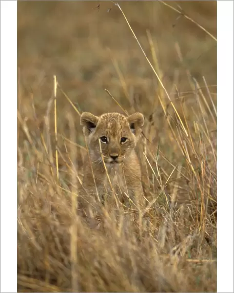 Lion - cub - Maasai Mara National Park