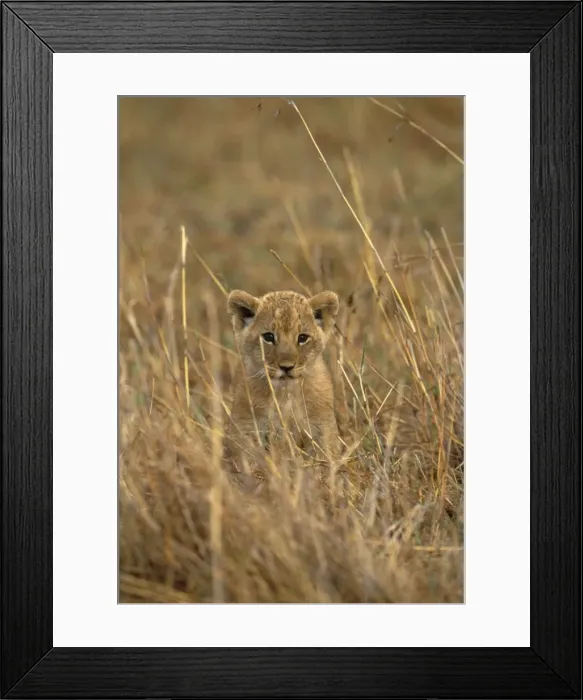 Framed Print : Lion - cub - Maasai Mara National Park Framed Print : Lion - cub - Maasai Mara National Park