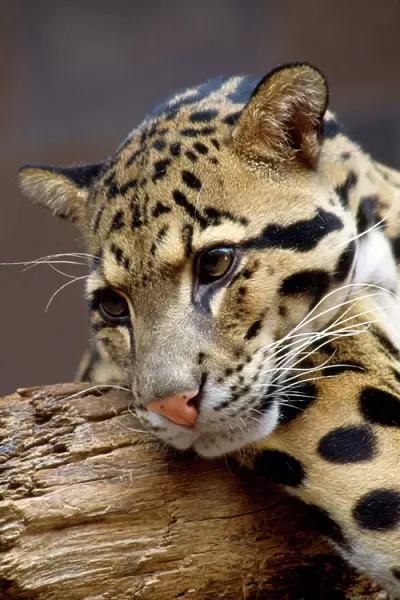 Clouded Leopard - close-up of face - India - Indochina