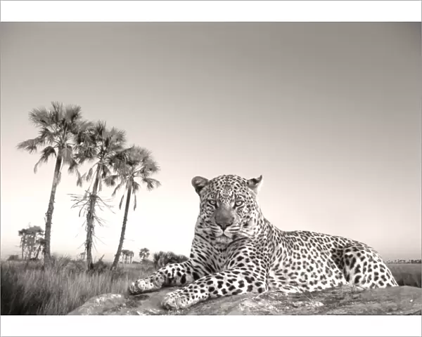 Leopard - male rests on termite mound - Makgadikgadi Pans Game Reserve - Botswana